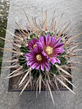 Preview: Stenocactus multicostatus